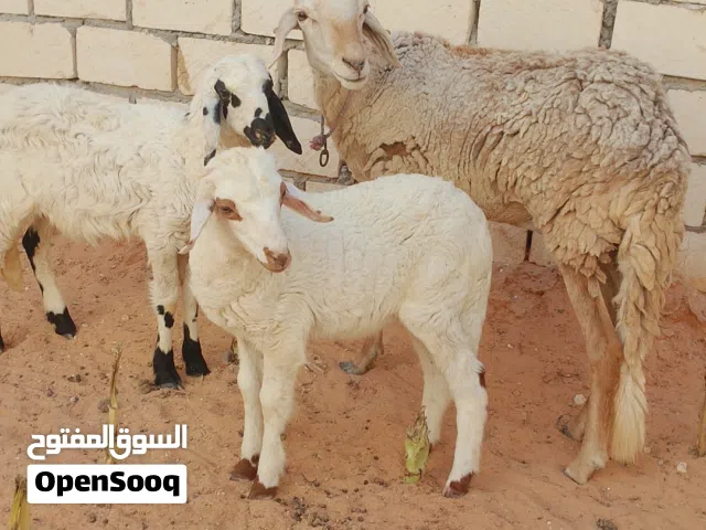 اسلام عليكم  متوفر نعجه خرطوميه تحتها حولي وحوليه هجين