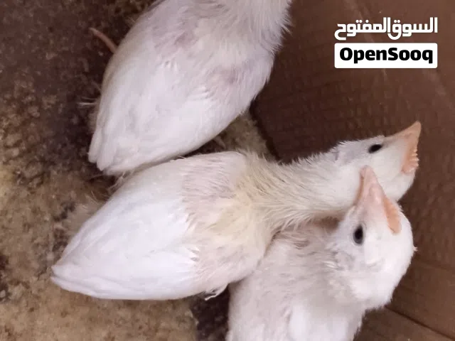 صيصان للبيع