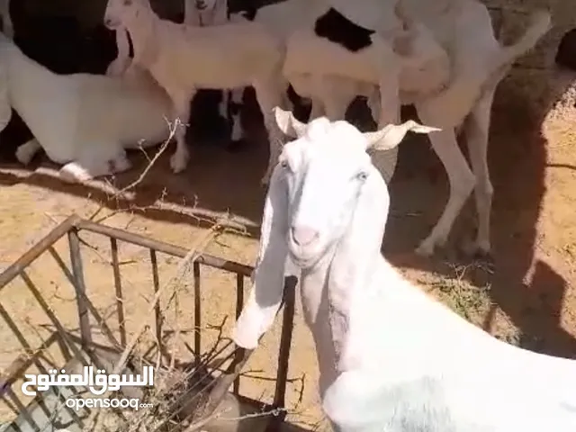 Pakistani goats