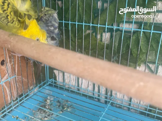 زوج بادجي هوقو