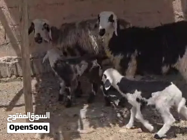جاعدة تحتها توام كبش وحملة