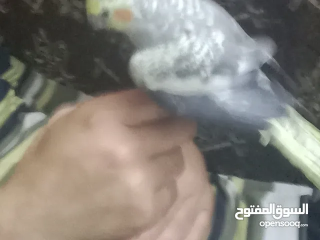 جوز كوكتيل شغالات الانثى اليفه للبيع
