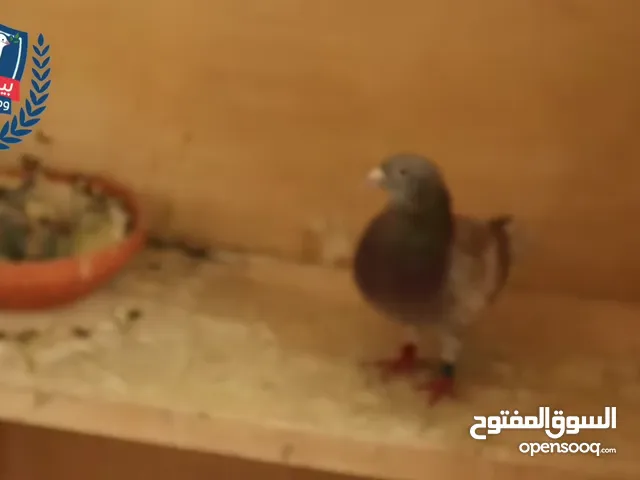 يوجد عندنا زغاليل حجم جيد انواع اجود