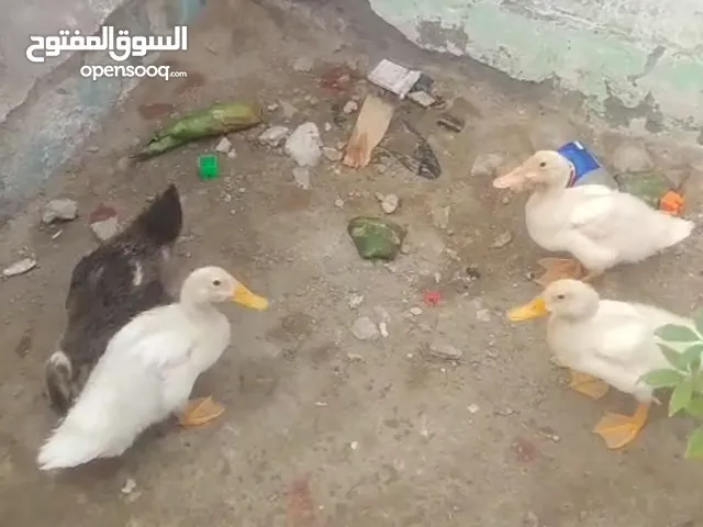 بشوش للبيع نظيفات