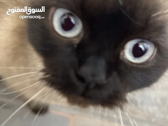 قط همالايا انثى