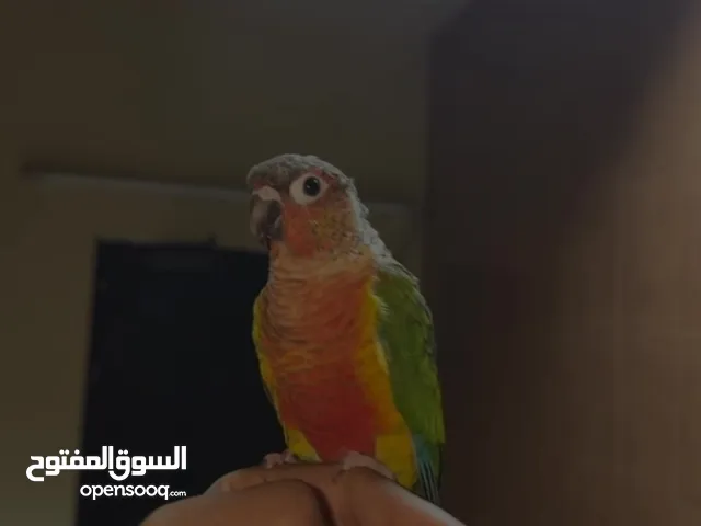 طير كنيور متعلم