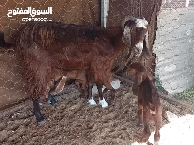 عنز شاميه تبارك الله غليظه السن اول جمع متاومه جدي وعناق في الحليب تبارك الله