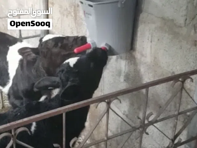 دلو الرضاعة مخصص للعجول صنع تركيا ذات جودة عالية سعة الدلو 8 لتر