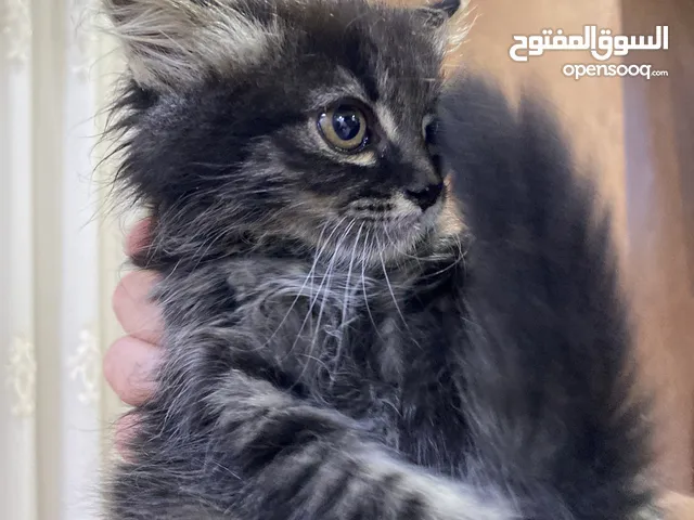 قطط شانشيلا جميلة جدا عمرها شهرين ونصف لعوبات ولطيفات متعوده ع اللتر بوكس وداري فوود واكل بيت