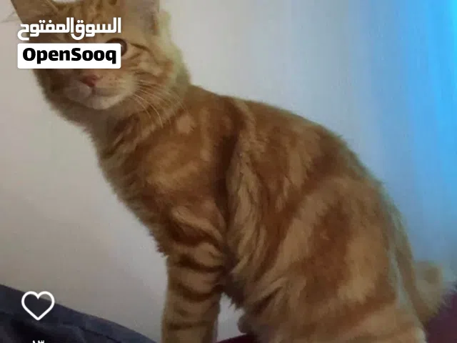 لتبني قطة جميلة