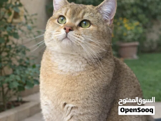 قط سكوتش ستريت ny11 للتزاوج