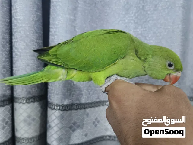 درة هندي خضرة اليفة طينة