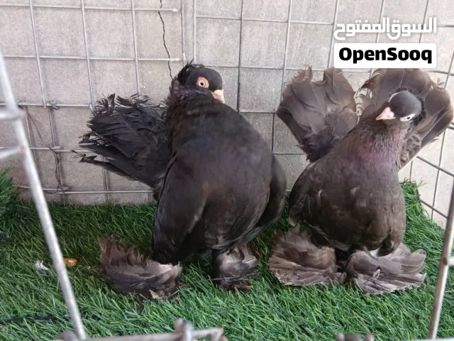 كوبية روسي الله يبارك