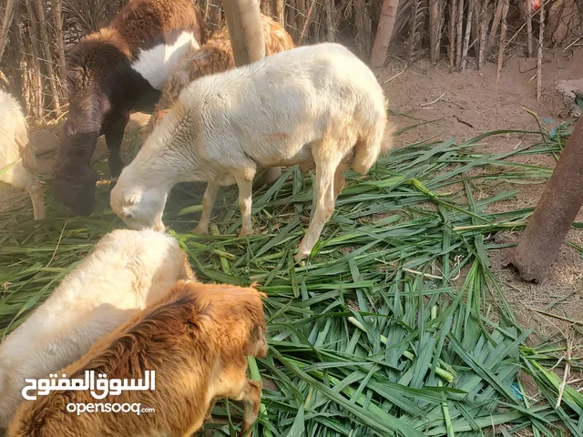 موجود لدينا اعلاف غنم