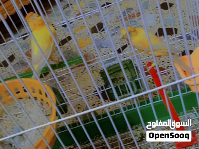 كناري للبيع
