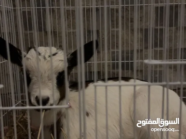 معزه جيكيه ( الماعز القزم ) للبيع