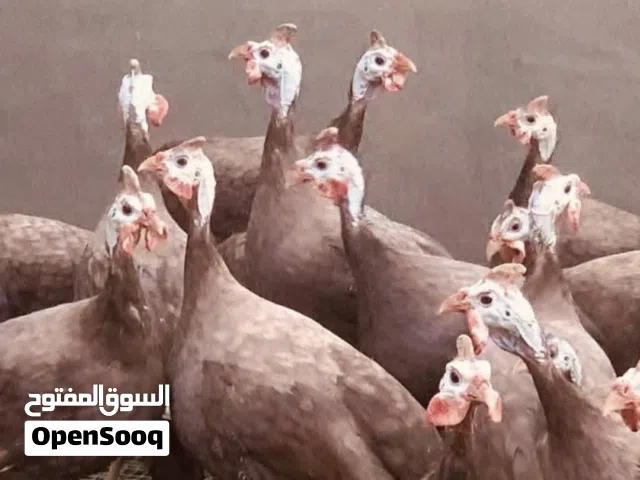 افراخ قبج احمر زوج  قفل قفل  البصره قضاء المدينه  توصيل ساحه سعد بعد تحويل المبلغ