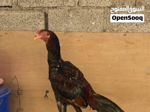 ديك باكستاني