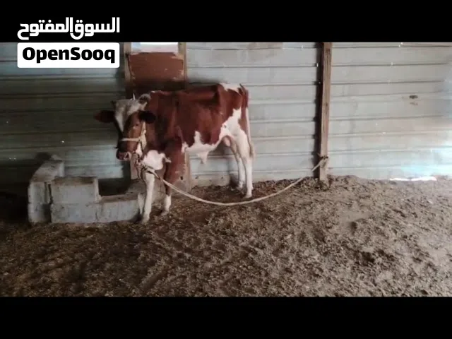 سلام عليكم عندي عجل البيع