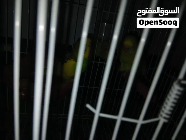 بقلينو كوبيه