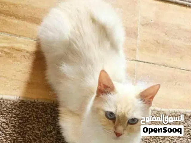 هيمالايا اورنج سنتين