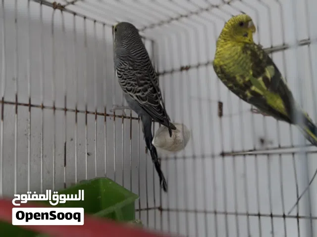 كوبيا انثى بلاك وينج ذكر باقلينو جاهزة