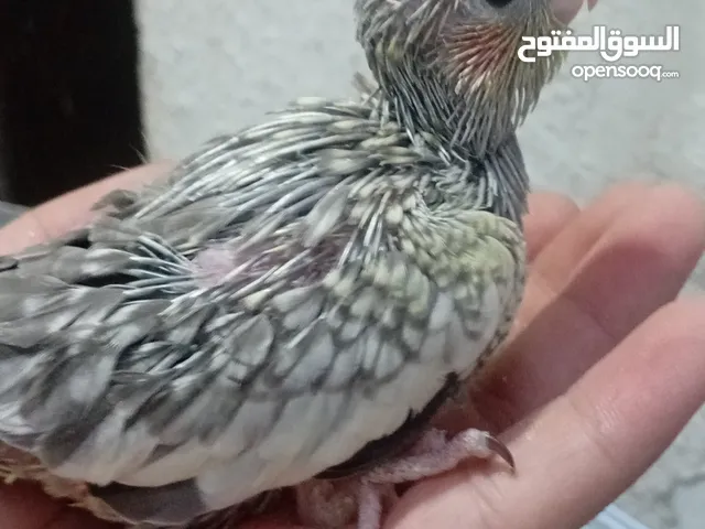 لعشاق الزق فراخ كوكتيل الزق اليدوي ببغاء كوكتيل عصفور كوكتيل ببغاء طيور