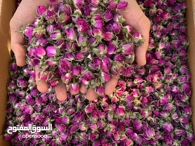 للبيع بالجملة – غنچه ورد محمدي مجفف طبيعي (ورد دمشقي فاخر)