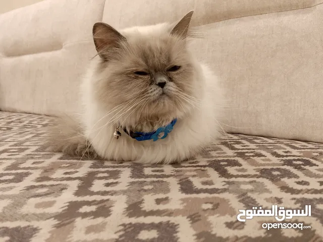 قطه قطه اليفه جدا تمتاز بالذكاء