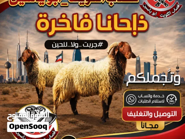 قصاب الكويت اغنام للبيع لجميع مناطق الكويت