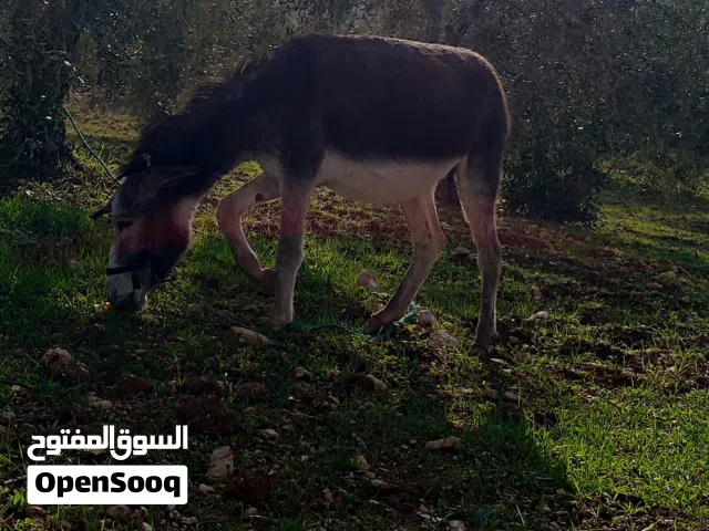 حماره نخب آنخب