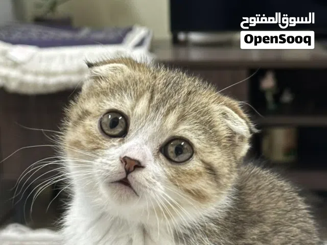 سكوتيش فولد للببع