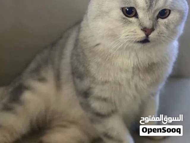 قط ذكر سكوتش فولد للتزاوج