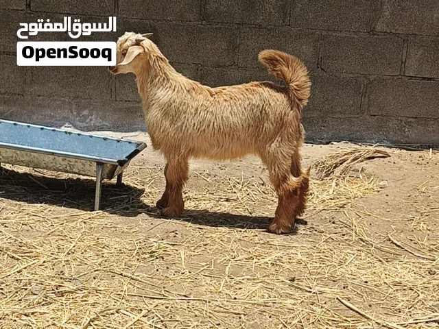 للبيع ذبائح عمانيه سمان  جدايه وصخلات وكبشان وشوهات حلال سمين للذبح أو التربيه