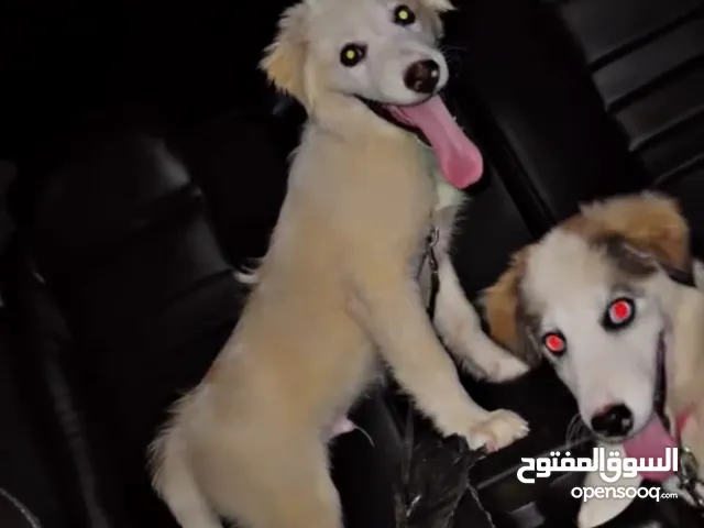 كلاب مكس الاب هاسكي والأم الراعي الاسترالي