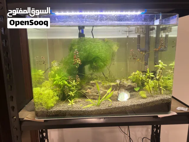حوض ربيان ( baby shrimp ) وينف للسماك ايضاً للبيع