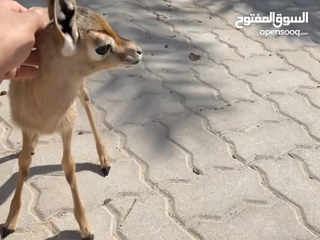 انثى غزال الدماني عالمرضعة