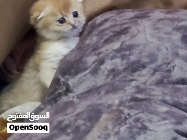 قطط سكوتش فولد