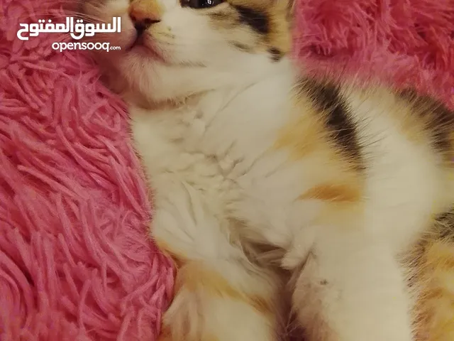 قطه انثى هامالايا العمر شهرين