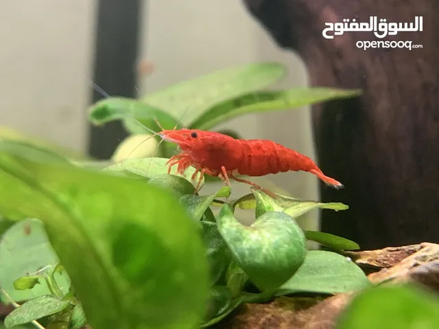 Red cherry shrimp
