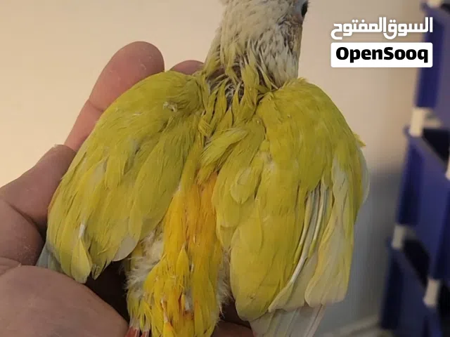 فروخ كنيور قرين شك وصن شك  باينبل و لوفبيرد البينو