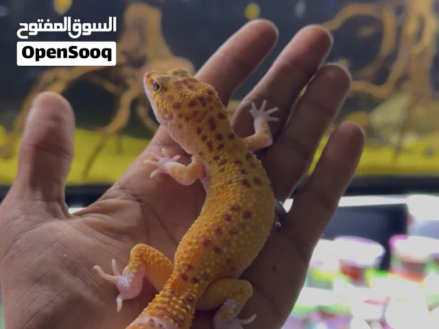 الحمدلله الكل اليف