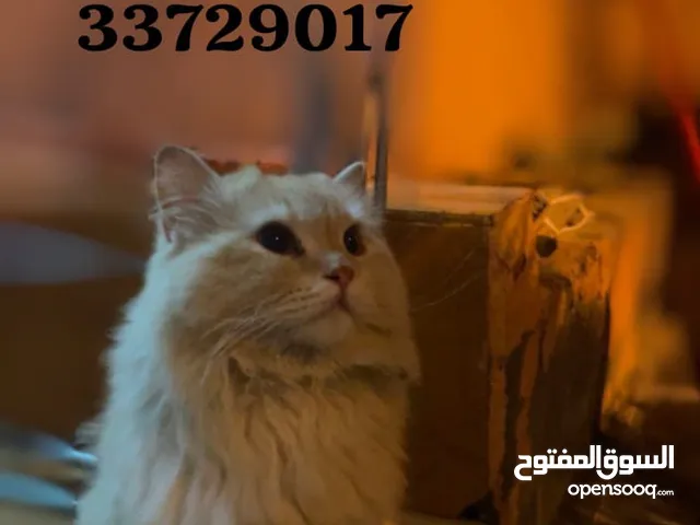 قط ذكر للتبني