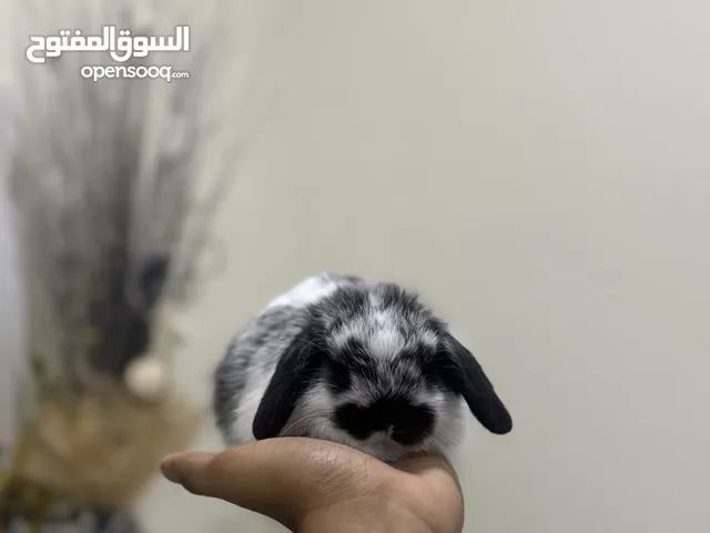 Holland loop pure breed baby bunnies