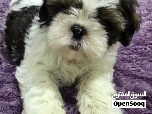 شيتزو 100% pure