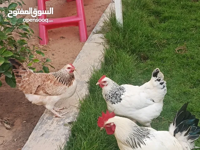 السلام عليكم ورحمه الله وبركاته