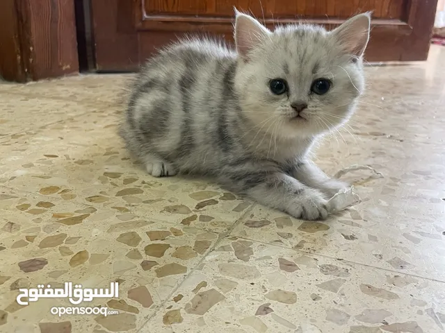 بريتش سلفر بيوووور