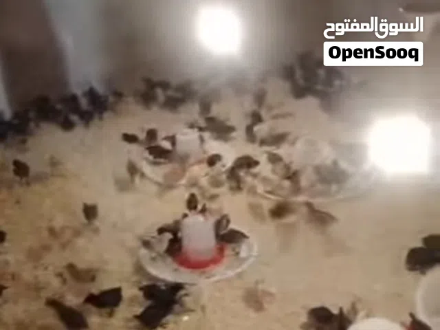 صيصان بلدي