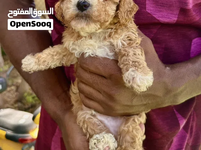 Toy poodle male   puppy