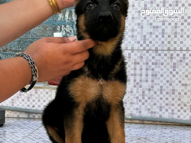 Male German shepherd with pedigree ذكر جيرمن مع البدقري
